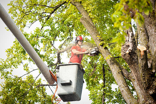 How Our Tree Care Process Works  in  Calverton Park, MO