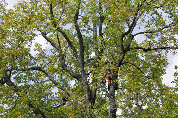 Best Tree Cabling and Bracing  in Calverton Park, MO